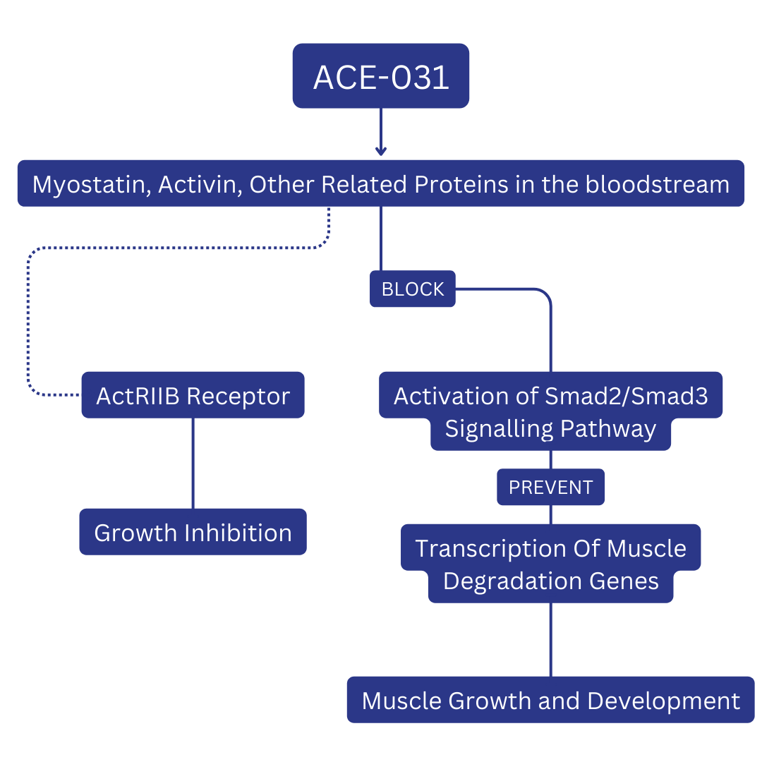 Mechanism of Action AOD 031